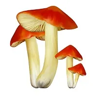 Forest ehető gombát egy fotó, nevét és leírását (erdő) Vadon termő ehető gombák fotók, elnevezések és leírások