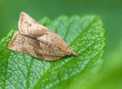 Moth -, hogyan kell harcolni