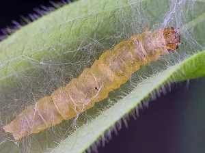 Moth alma -, hogyan kell harcolni, hogy ne veszítse el a termés (alma) Moth alma -, hogyan kell harcolni, hogy ne veszítse el az aratás