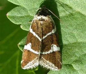 Moth alma -, hogyan kell harcolni, hogy ne veszítse el a termés (fiatal almafák, hogy) Moth alma -, hogyan kell harcolni, hogy ne veszítse el az aratás