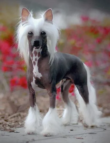 Meztelen kutyák hibát a természet vagy az ő ajándéka (a kutya) Szőrtelen kutyák egy hibát a természet, vagy egy ajándék