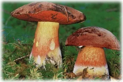 Forest ehető gombát egy fotó, nevét és leírását (fotó) Vadon termő ehető gombák fotók, elnevezések és leírások