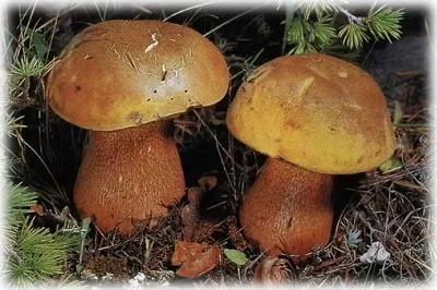 Forest ehető gombát egy fényképét, nevét és leírását (cím) Vadon termő ehető gombák fotók, elnevezések és leírások