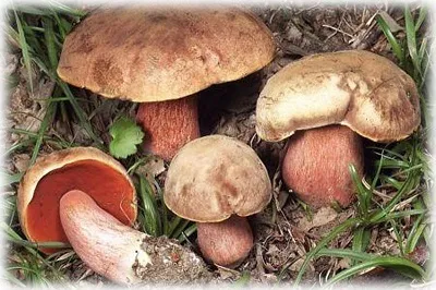 Forest ehető gombát egy fotó, nevét és leírását (ehető) Vadon termő ehető gombák fotók, elnevezések és leírások
