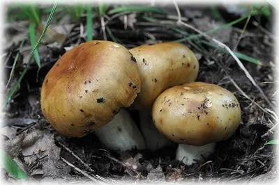 Forest ehető gombát egy fotó, nevét és leírását (gombák) Vadon termő ehető gombák fotók, elnevezések és leírások