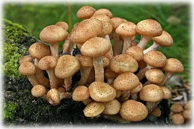 Forest ehető gombát egy fényképét, nevét és leírását (cím) Vadon termő ehető gombák fotók, elnevezések és leírások