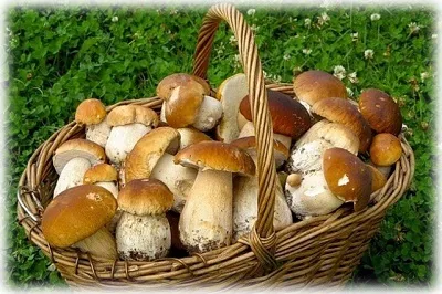 Forest ehető gombát egy fotó, nevét és leírását (fotó) Vadon termő ehető gombák fotók, elnevezések és leírások
