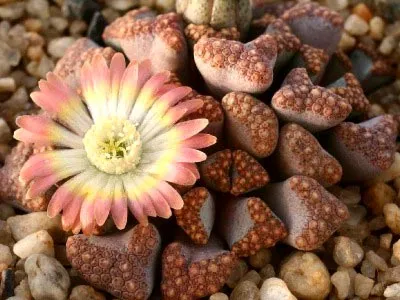 Lithops ápolási és karbantartási az otthon