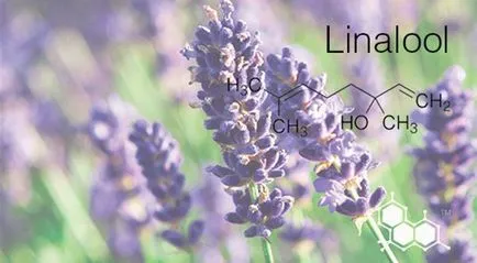 Linalool (linalool) kárt kozmetikumok és parfümök