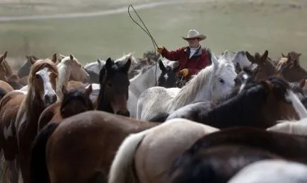 cowboy ló - helyszínen a lovak
