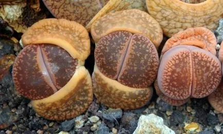 Lithops ápolási és karbantartási az otthon, vélemények, fotók
