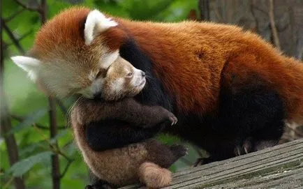 Firefox róka logó, vagy a vörös panda