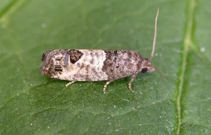 Moth alma -, hogyan kell harcolni, hogy ne veszítse el a termés (moly) Moth alma -, hogyan kell harcolni, hogy ne veszítse el az aratás