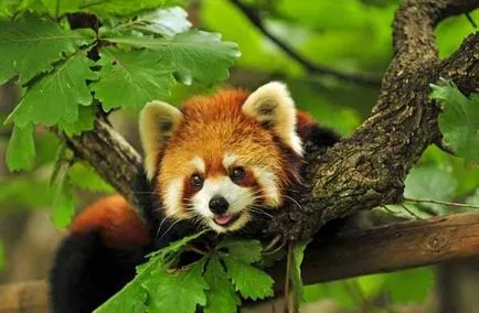 Firefox róka logó, vagy a vörös panda