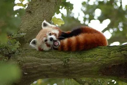 Firefox róka logó, vagy a vörös panda