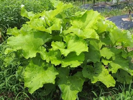 Bojtorján terápiás tulajdonságait (metabolikus betegség) Bojtorján gyógyító tulajdonságokkal