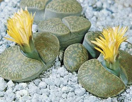 Lithops ápolási és karbantartási az otthon, vélemények, fotók
