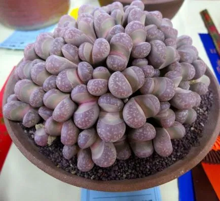 Lithops ápolási és karbantartási az otthon, vélemények, fotók