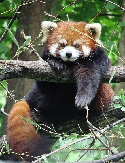 Firefox róka logó, vagy a vörös panda