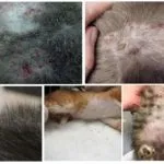 Top Csepp bolha macskák, cicák és macskák (macska) Top Csepp bolha macskák, cicák és macskák