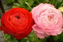 Boglárka - termesztés és gondozás