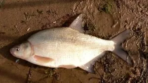 Pike halászat bögre - alkatrészek és tartozékok, hogyan lehet a saját kezét (csinálni) Pike halászat bögre - alkatrészek és tartozékok, hogyan lehet a saját kezét
