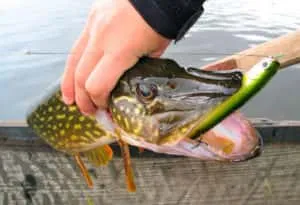 Pike halászat Woblerek - Titkok a sikeres horgászat