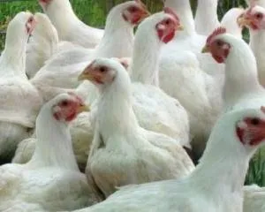 Legjobb brojler fajta leírások, előnyök, hátrányok (500 Cobb leírás) Fajtagyőztes brojlercsirkék leírások, előnyök, hátrányok