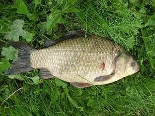 Catching harcsa donk - a megfelelő felszerelés, a legjobb csali és helyét kereső (harcsa) Catching harcsa donk - a megfelelő felszerelés, a legjobb csali és keressen egy helyet