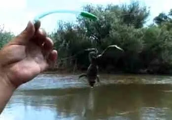Catching harcsa donk