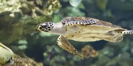 A legtöbb akváriumban és a halak tartályok Magyarország portál kidpassazh (Aquaria) A legtöbb akváriumban és a halak tartályok Magyarország kidpassazh portál