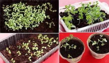 Snapdragon növekvő magról, ha ültetés virágok palánták