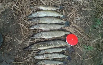 Pike halászat bögre - alkatrészek és tartozékok, hogyan lehet a saját kezét (üres körök) Pike halászat bögre - alkatrészek és tartozékok, hogyan lehet a saját kezét
