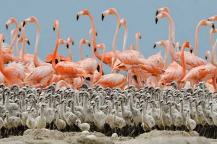 Érdekességek a flamingók