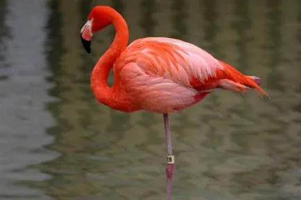 Érdekességek a flamingók