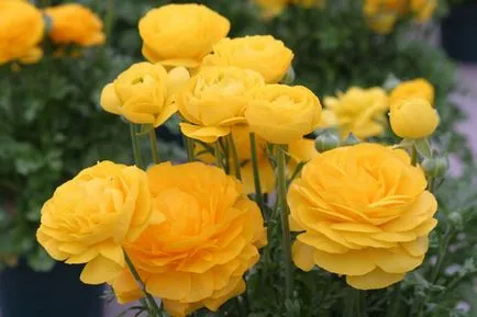 Buttercups kert (ranunkulyus) ültetés és gondozás, fotó, tenyésztési és termesztése fajták nyitott (kert) Buttercups kert (ranunkulyus) ültetés és gondozás, fotó, tenyésztési és termesztése fajták a nyílt
