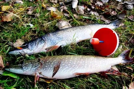 Pike halászat bögre - alkatrészek és tartozékok, hogyan lehet a saját kezét (fogása) Pike halászat bögre - alkatrészek és tartozékok, hogyan lehet a saját kezét