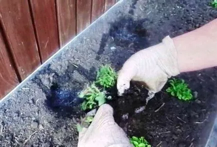 Snapdragon növekvő magról, ha ültetés virágok palánták