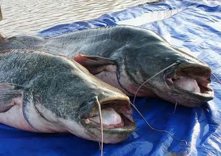 Catching harcsa donk