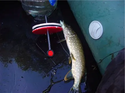 Pike halászat bögre - alkatrészek és tartozékok, hogyan lehet a saját kezét (kéz) Pike halászat bögre - alkatrészek és tartozékok, hogyan lehet a saját kezét