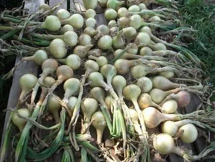 hagyma titkok
