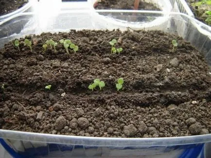 Snapdragon ültetés és gondozás (fotó), válassza vetőmagok és palánták