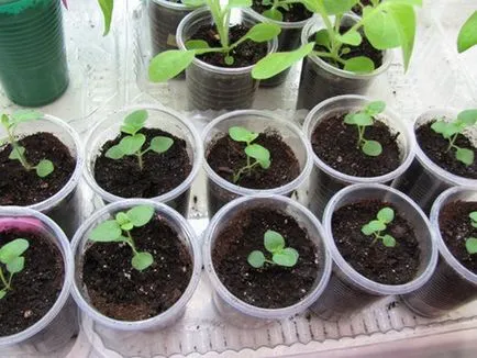Snapdragon ültetés és gondozás (fotó), válassza vetőmagok és palánták