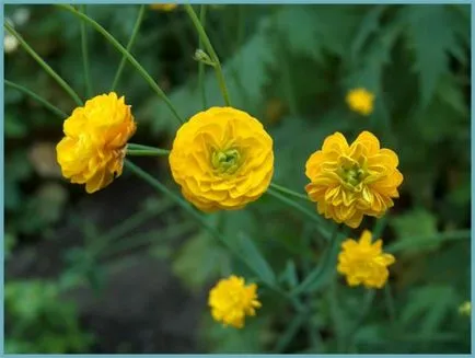 Buttercups kert (ranunkulyus) ültetés és gondozás, fotó, tenyésztési és termesztése fajták nyitott (pihenőhely) Buttercups kert (ranunkulyus) ültetés és gondozás, fotó, tenyésztési és termesztése fajták a nyílt
