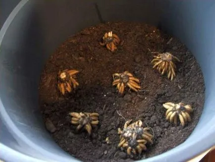 Boglárka, ültetés és gondozás