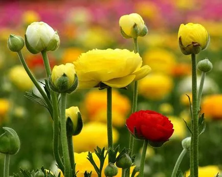 Buttercups kert (ranunkulyus) ültetés és gondozás, fotó, tenyésztési és termesztése fajták nyitott (fotó) Buttercups kert (ranunkulyus) ültetés és gondozás, fotó, tenyésztési és termesztése fajták a nyílt