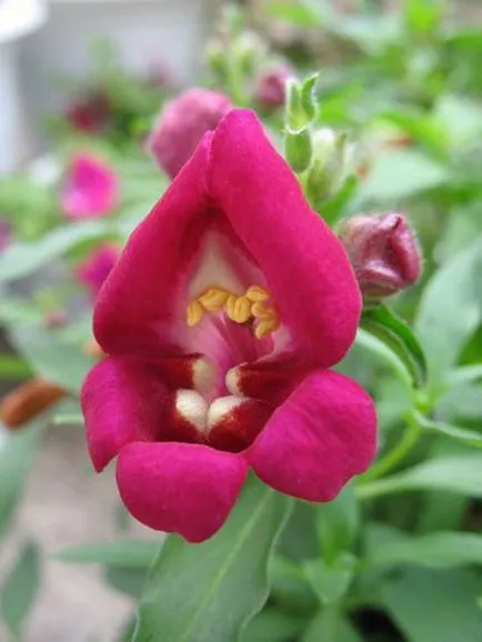 Snapdragon ültetés és gondozás (fotó), válassza vetőmagok és palánták
