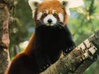 Kis panda, vörös panda (Ailurus fulgens) fotók faj felfedezése területen, egy leírást egy vörös panda (panda) Kis panda, vörös panda (ailurus fulgens) fotók faj felfedezése területen, egy leírást a vörös panda,