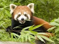 Kis panda, vörös panda (ailurus fulgens) fotók faj felfedezése területen, egy leírást a vörös panda, (ailurus) Kis panda, vörös panda (ailurus fulgens) fotók faj felfedezése területen, egy leírást a vörös panda,