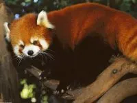 Kis panda, vörös panda (Ailurus fulgens) fotók faj felfedezése területen, egy leírást egy vörös panda (panda) Kis panda, vörös panda (ailurus fulgens) fotók faj felfedezése területen, egy leírást a vörös panda,